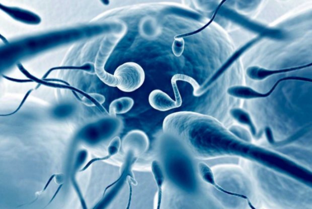 Жизнь сперматозоидов