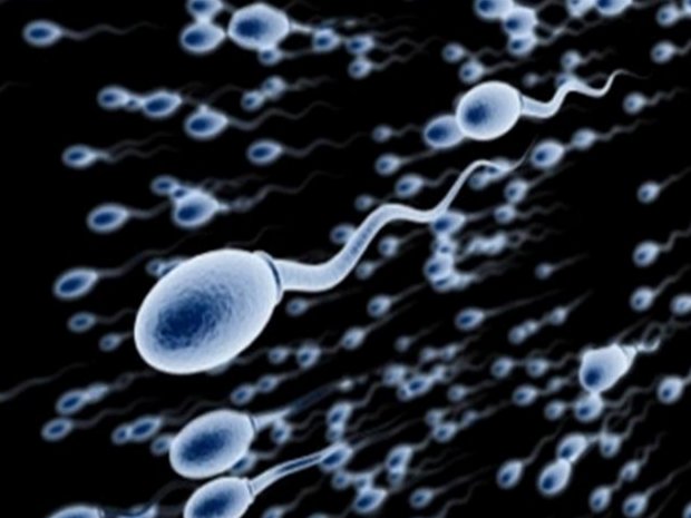 Подвижные сперматозоиды