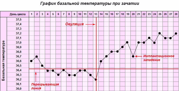 График базальной температуры при наступлении беременности