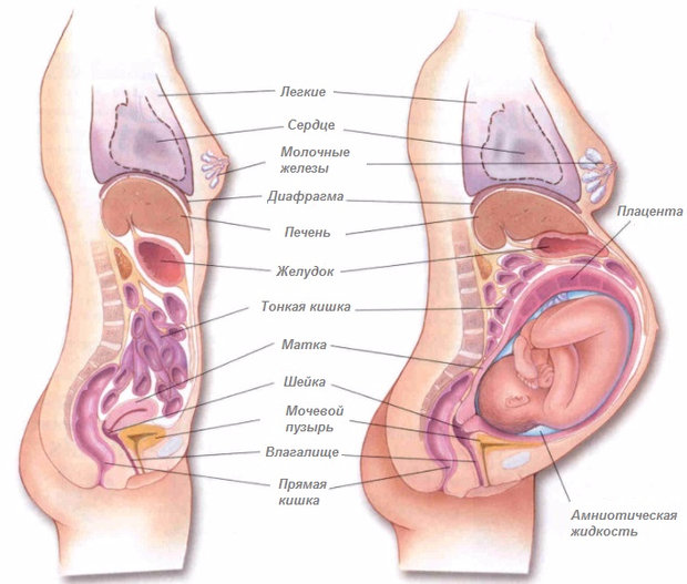 Анатомия женщины в обычном состоянии и при беременности