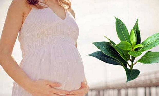Можно ли во время беременности использовать масло чайного дерева