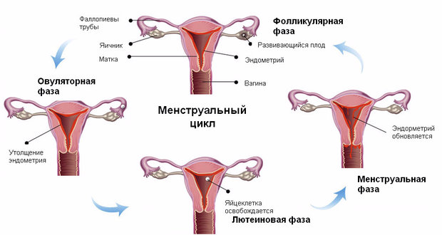 Фазы менструального цикла