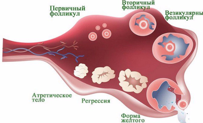 Овуляция в картинках