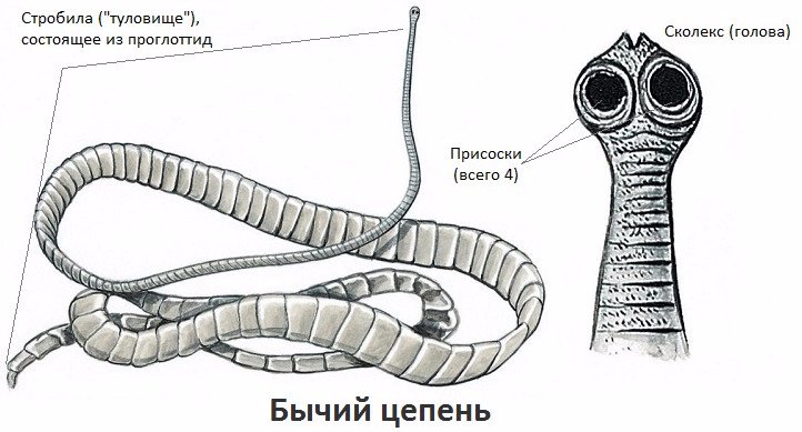 Глисты виды у детей фото