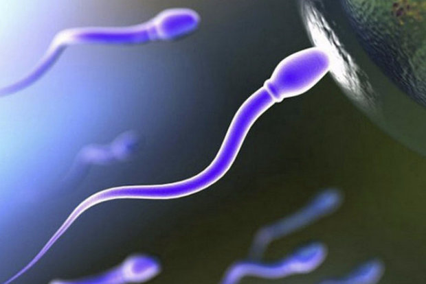 Продвижение сперматозоидов