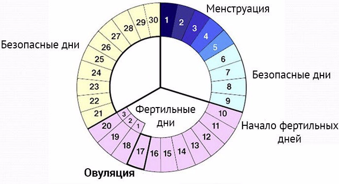 Что такое овуляция простыми словами фото