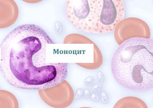 Моноцит