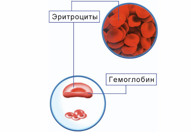 Гемоглобин