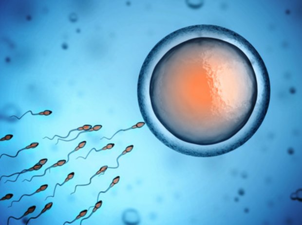 Жизнь сперматозоидов