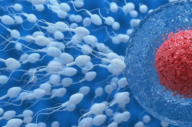 Искусственная инсеминация спермой