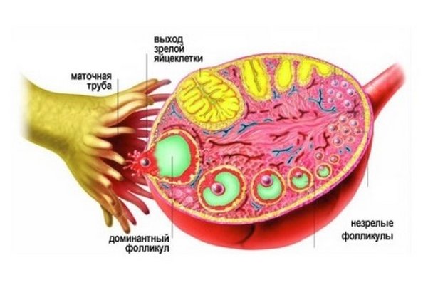 Фолликул яичника фото