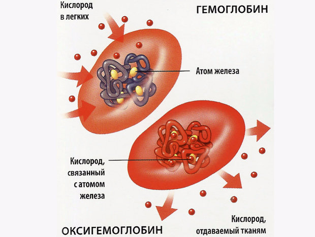 Гемоглобин