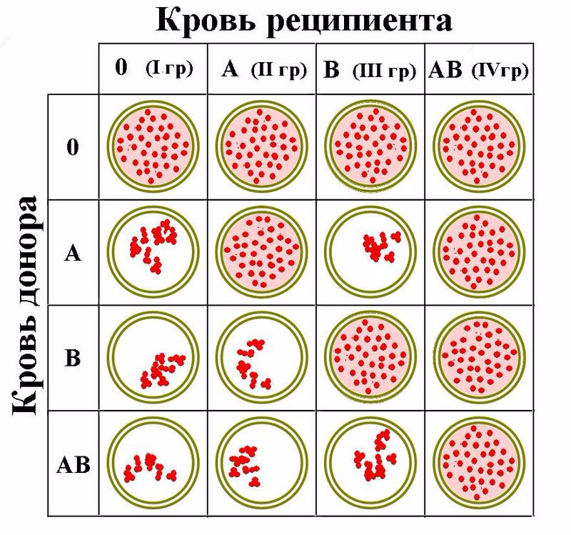 Схема совместимости групп крови