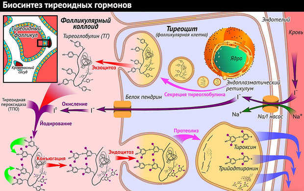 Биосинтез тиреоидных гормонов