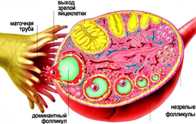 Доминантный фолликул фото