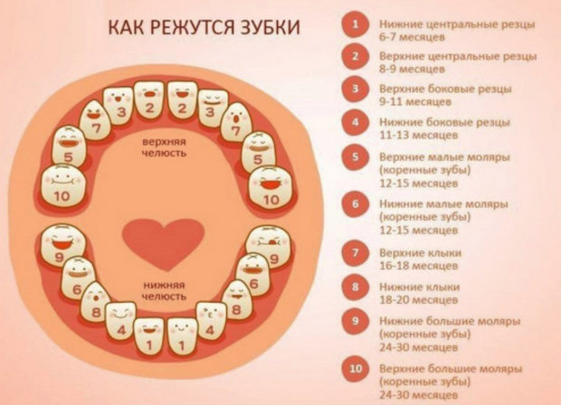 Появление первых зубов: сроки