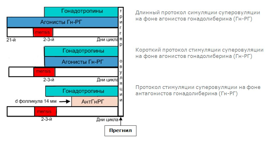 Крио на згт схема по дням