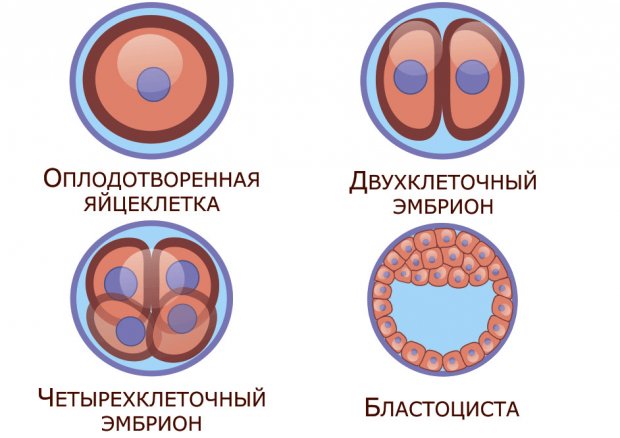 Выращивание эмбрионов в пробирке